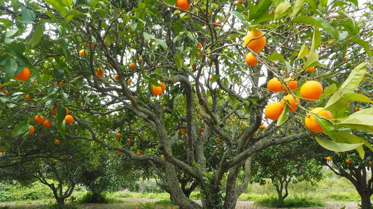 Nagpur Oranges, a unique experience among places to visit in Nagpur