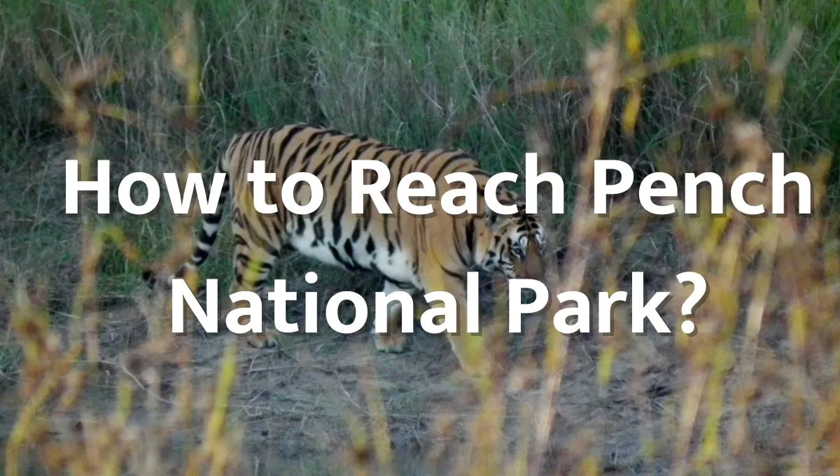 How to Reach Pench National Park?